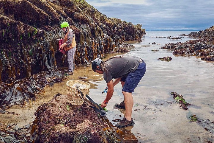 east-neuk-seaweed